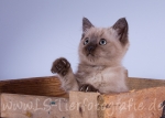 10 Toffee, Nele & Lilly